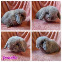 Lapin belier minilop