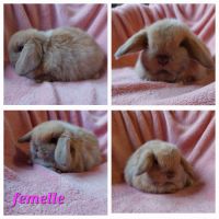 Lapin belier minilop #3