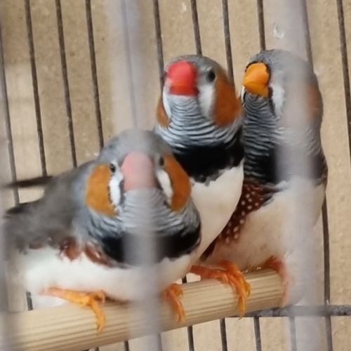 Vend 4 mâles mandarins #1