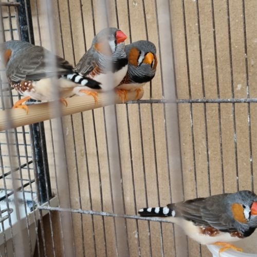 Vend 4 mâles mandarins #0