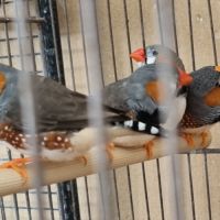 Vend 4 mâles mandarins #2