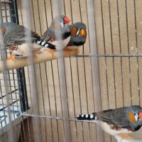 Vend 4 mâles mandarins