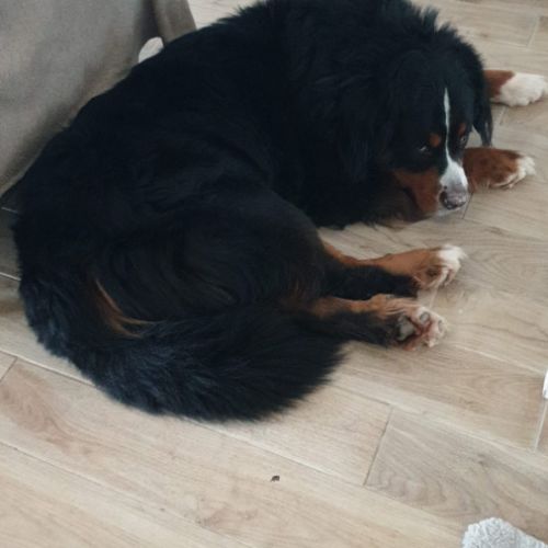 Bouvier bernois male pour saillie #0