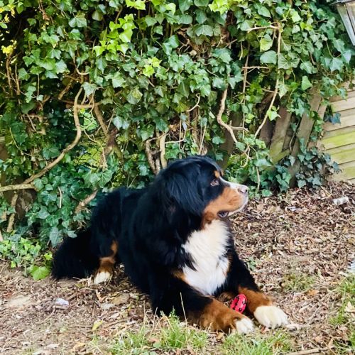 Bouvier bernois male pour saillie #3