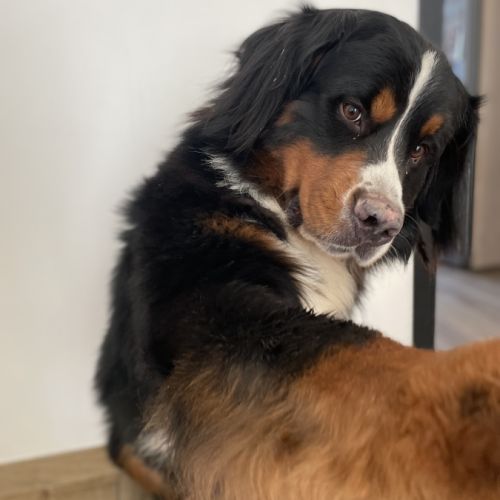 Bouvier bernois male pour saillie #5