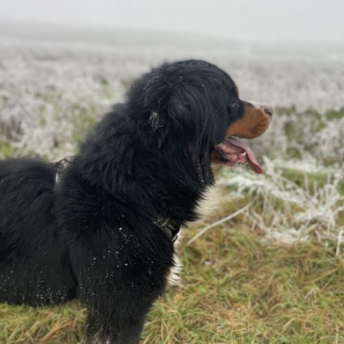 Bouvier bernois male pour saillie #6