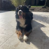 Bouvier bernois male pour saillie #2