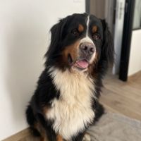 Bouvier bernois male pour saillie #4