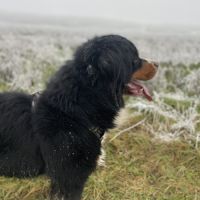 Bouvier bernois male pour saillie #6