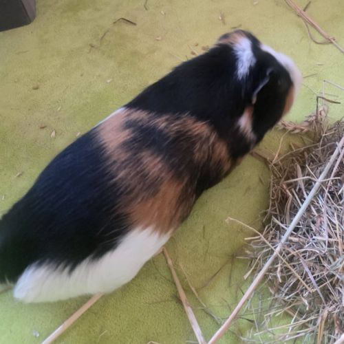 Cochon d'inde ratatouille #1