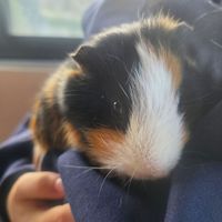 Cochon d'inde ratatouille