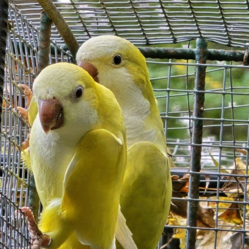 Conure souris (veuve) lutino #1