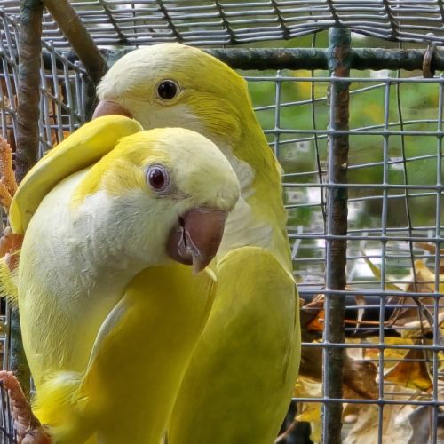 Conure souris (veuve) lutino