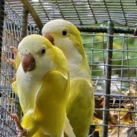 Conure souris (veuve) lutino #1