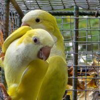 Conure souris (veuve) lutino