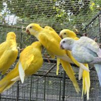 Conure souris (veuve) lutino #3