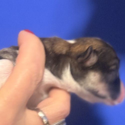 A réserver  magnifique welsh corgis pembroke #2