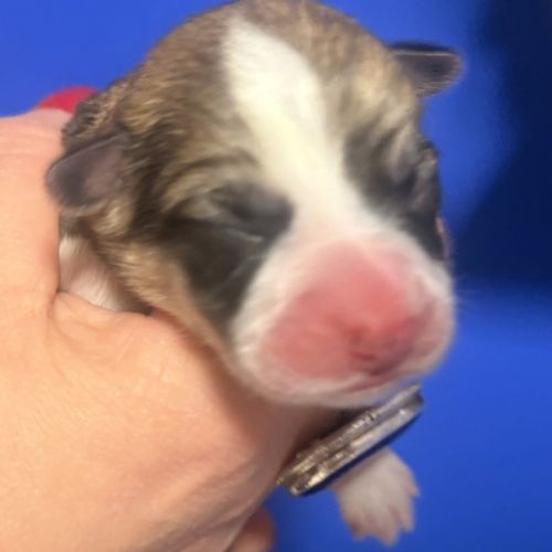 A réserver  magnifique welsh corgis pembroke #5