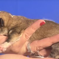 A réserver  magnifique welsh corgis pembroke #1