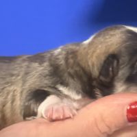 A réserver  magnifique welsh corgis pembroke #3