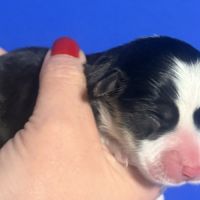 A réserver  magnifique welsh corgis pembroke