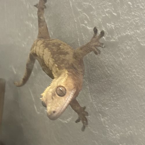 Terrarium + gecko à crête