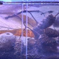 Crevettes neocaridina rili carbone