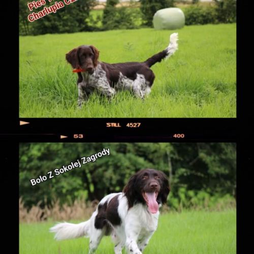 Chiots petit münsterlander #0