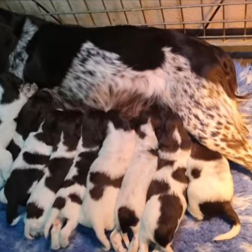 Chiots petit münsterlander #2