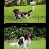 Chiots petit münsterlander