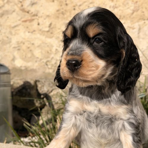 Chiots cocker anglais #0