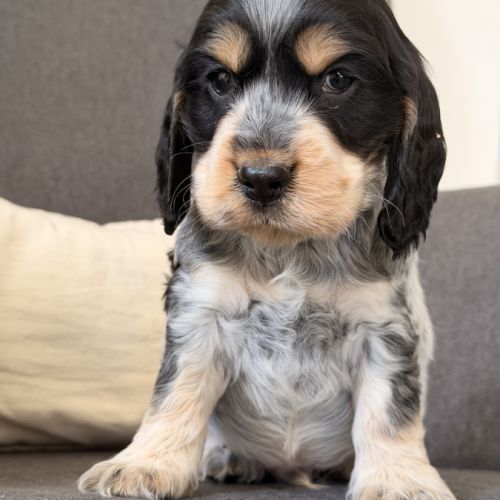 Chiots cocker anglais #5