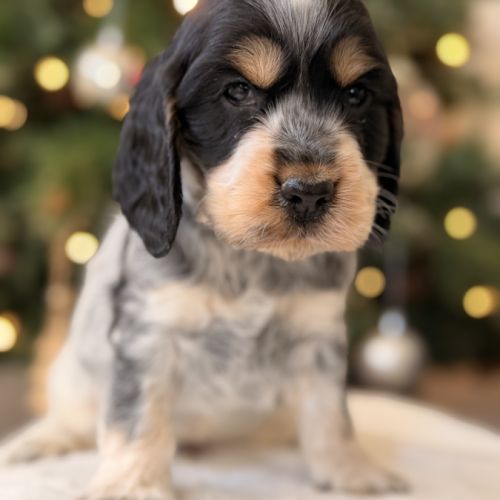 Chiots cocker anglais #6