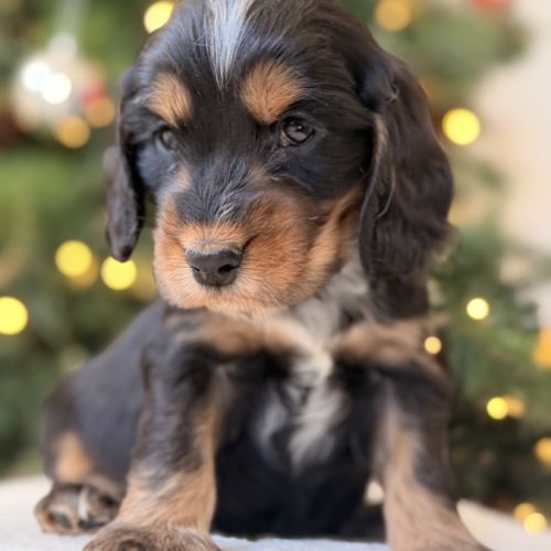 Chiots cocker anglais #8