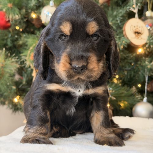 Chiots cocker anglais #10