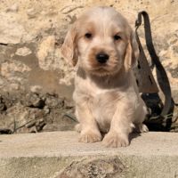 Chiots cocker anglais #1