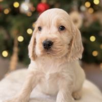 Chiots cocker anglais #4