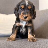 Chiots cocker anglais #7