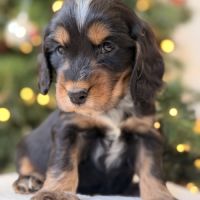 Chiots cocker anglais #8