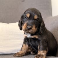 Chiots cocker anglais #9