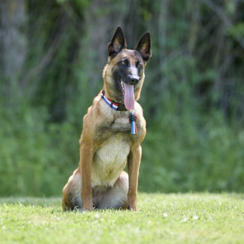 Chiots berger belge malinois lof #2