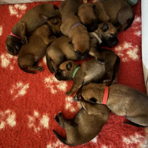 Chiots berger belge malinois lof #4