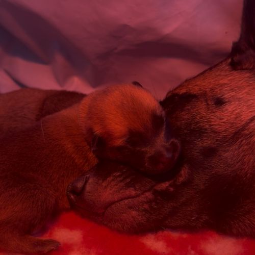 Chiots berger belge malinois lof #0