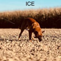 Chiots berger belge malinois lof #1