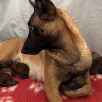 Chiots berger belge malinois lof #3