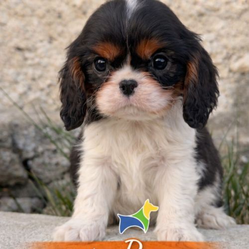 Chiots cavalier king charles lof #1