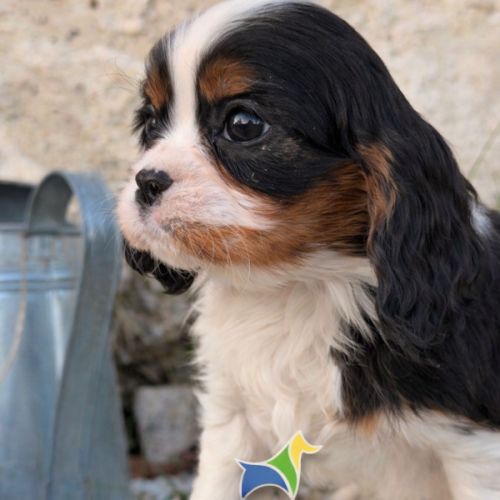 Chiots cavalier king charles lof #3