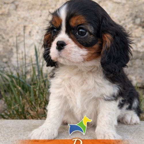 Chiots cavalier king charles lof #4