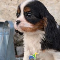 Chiots cavalier king charles lof #3