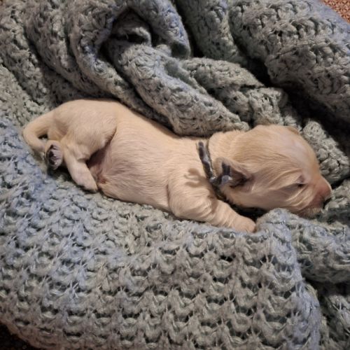 Superbes bébés golden